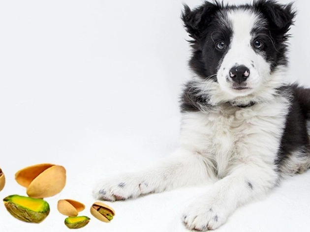 Can Dogs Have Pistachios?