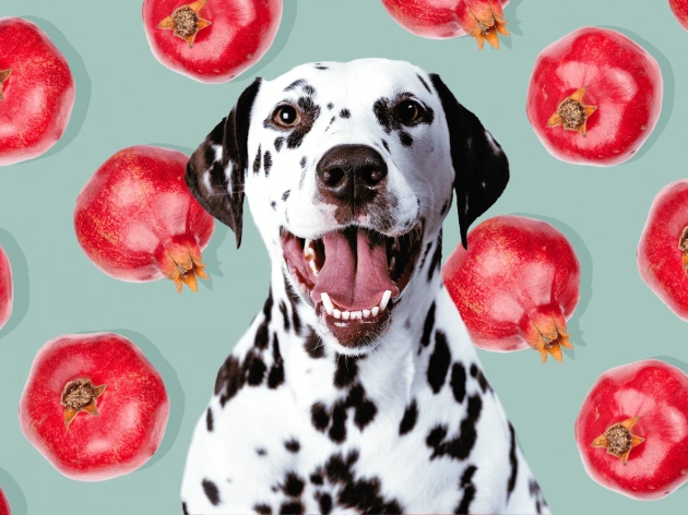 Can Dogs Have Pomegranate?