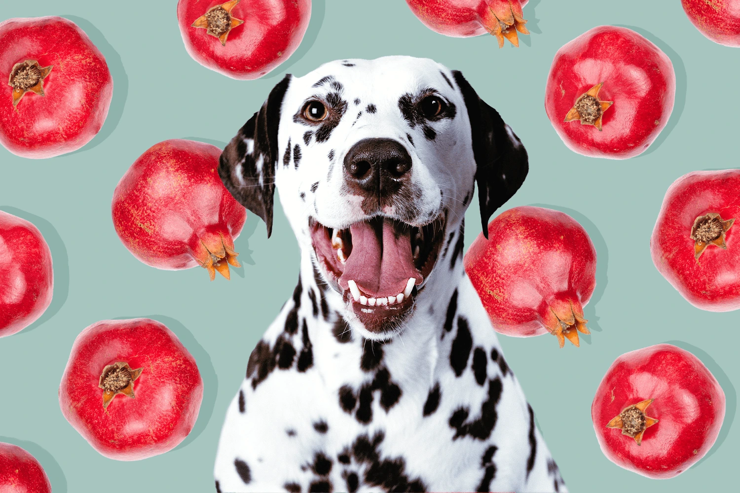 Can Dogs Have Pomegranate?