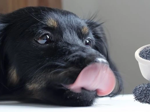 Can Dogs Have Poppy Seeds?