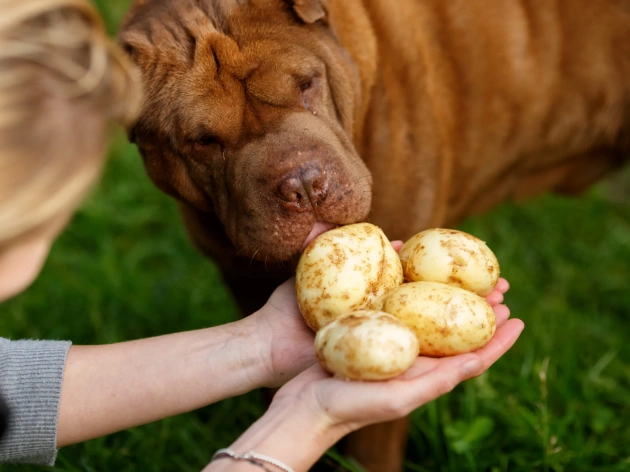 Can Dogs Have Potatoes?
