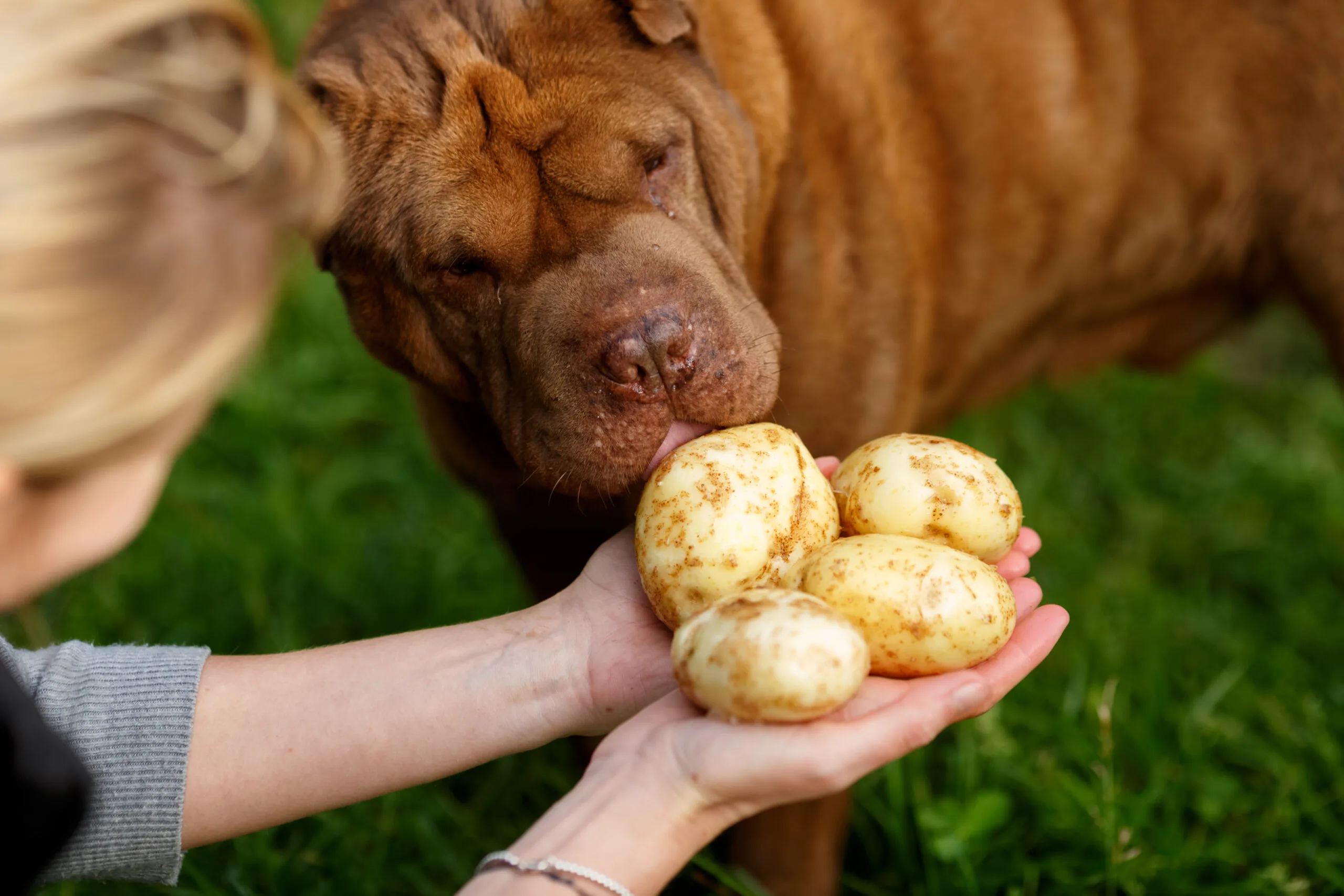 Can Dogs Have Potatoes?