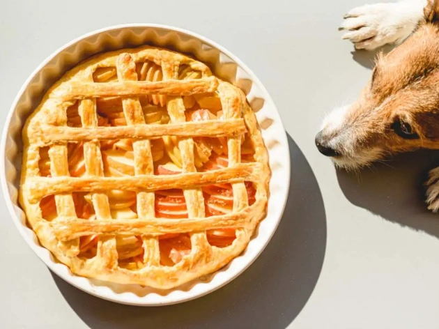 Can Dogs Have Pumpkin Pie?