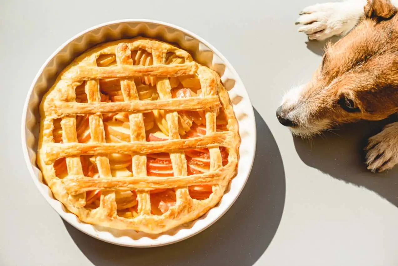 Can Dogs Have Pumpkin Pie?