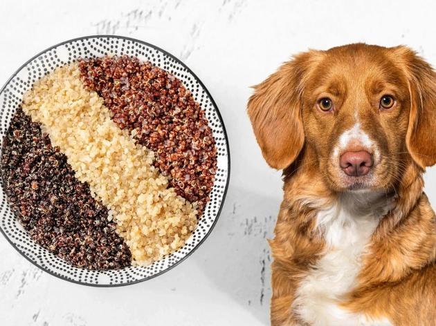 Can Dogs Have Quinoa?