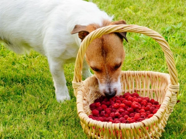 Can Dogs Have Raspberries?
