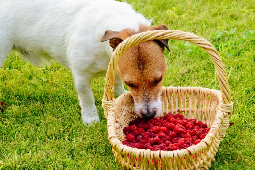 Can Dogs Have Raspberries?