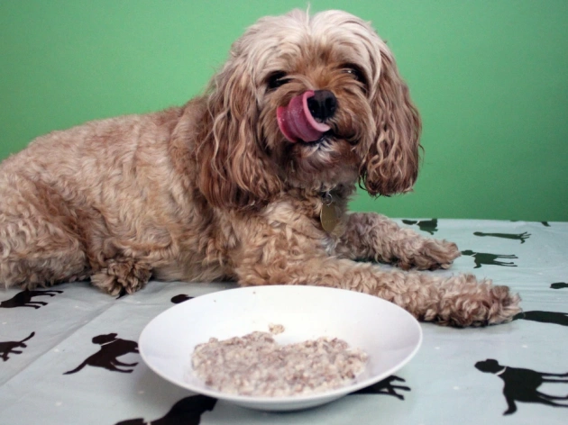 Can Dogs Have Rice Pudding?