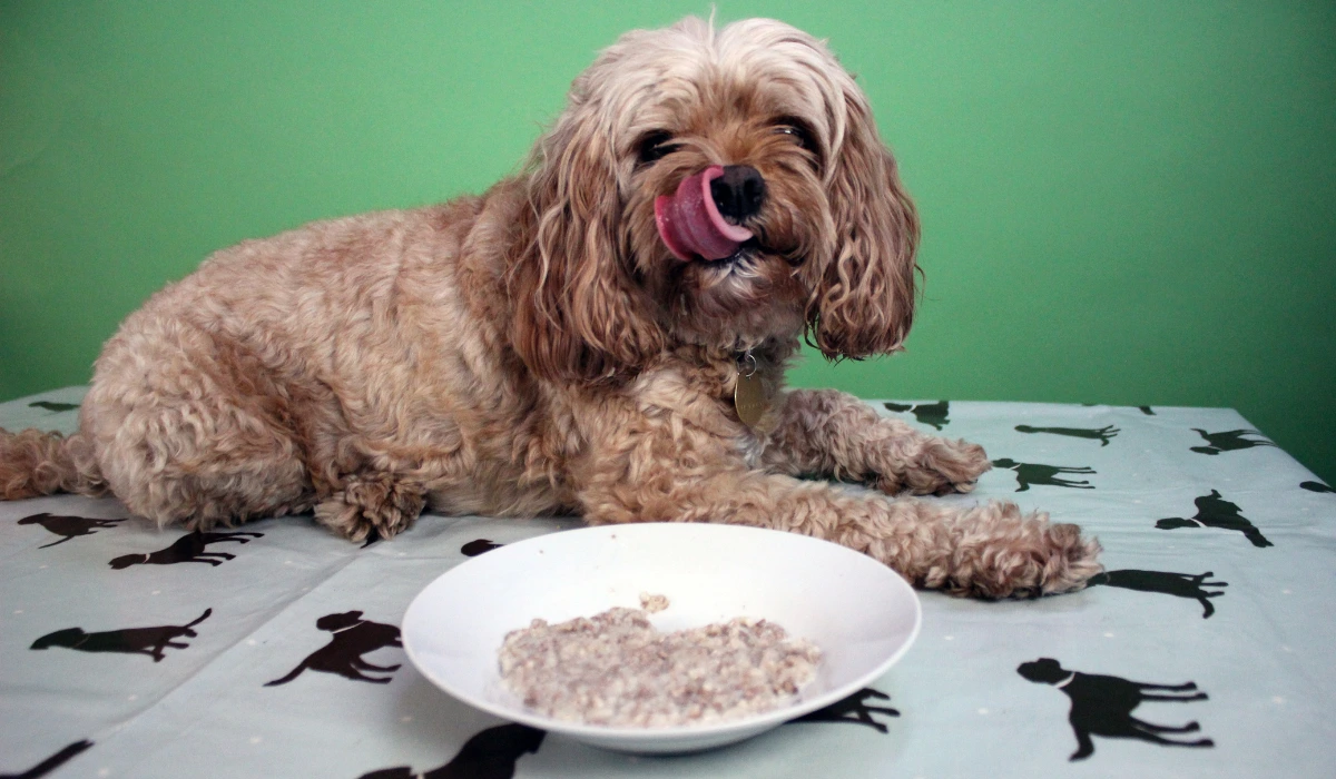 Can Dogs Have Rice Pudding? - Dogsy.ie