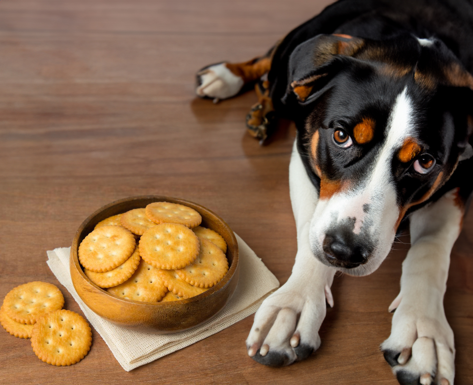Can Dogs Have Ritz Crackers?