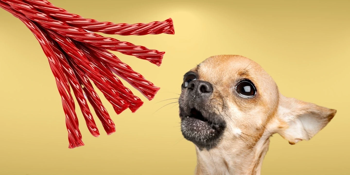 Can Dogs Have Twizzlers?
