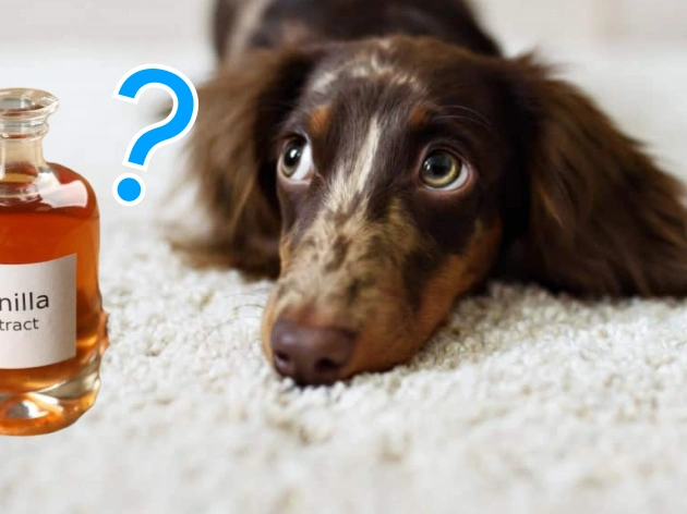 Can Dogs Have Vanilla Extract?