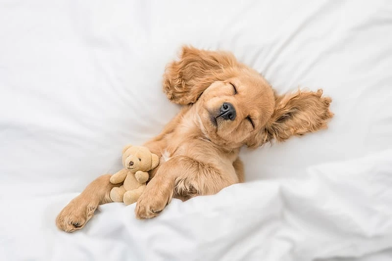 Can Dogs Pee in Their Sleep?