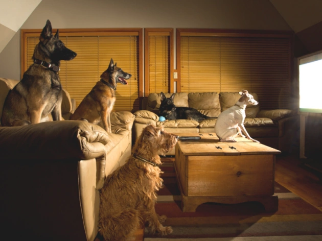 Can Dogs See TV?