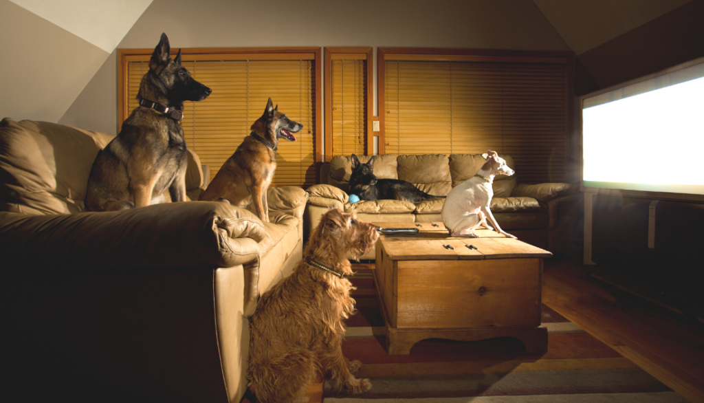 Can Dogs See TV?