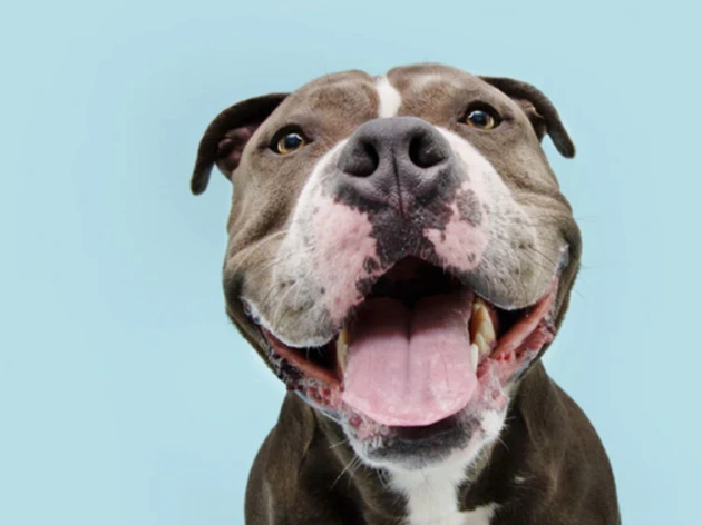 Can Dogs Smile?