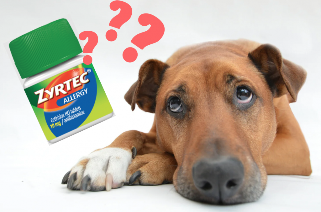 Can Dogs Take Zyrtec?