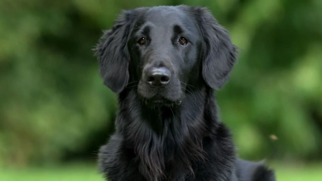 Can Golden Retrievers Be Black?