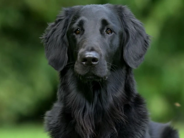 Can Golden Retrievers Be Black?