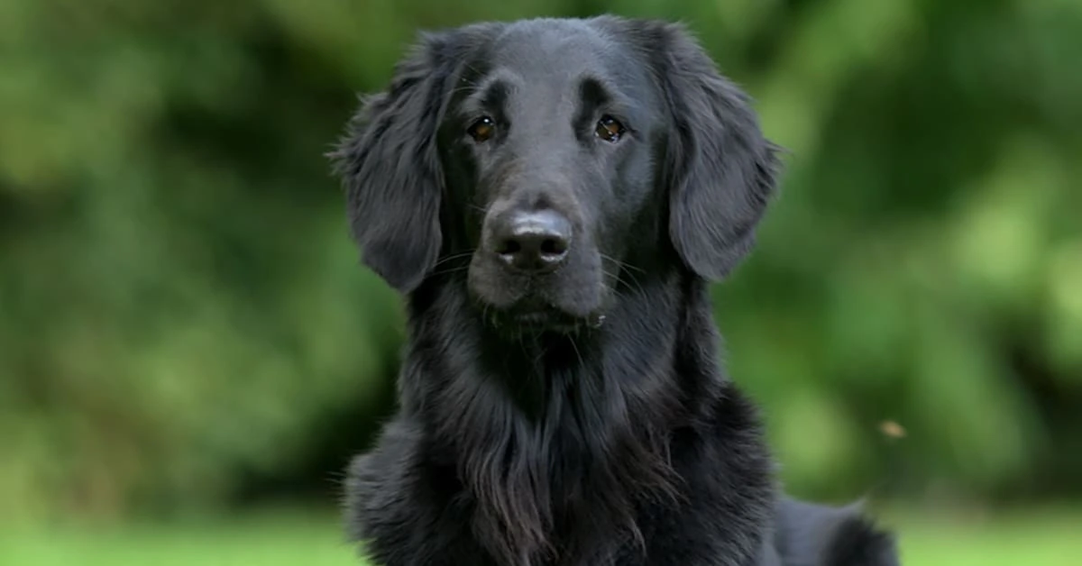 Can Golden Retrievers Be Black?