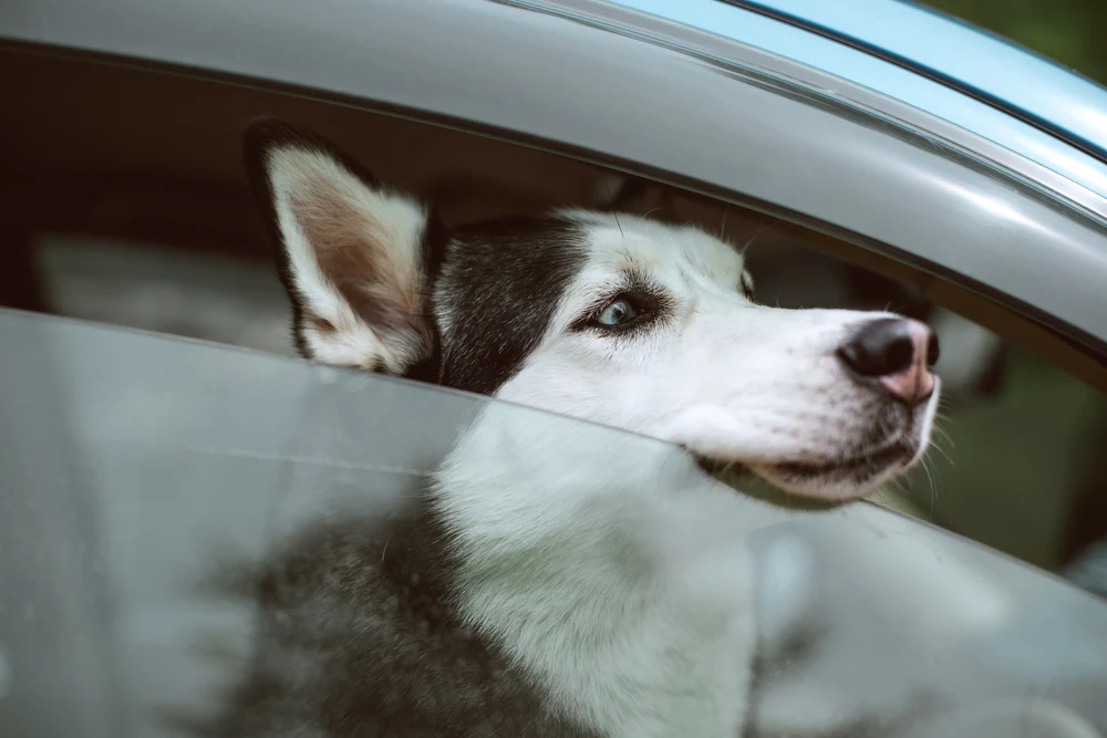 Can I Leave My Dog in the Car for 5 Minutes?
