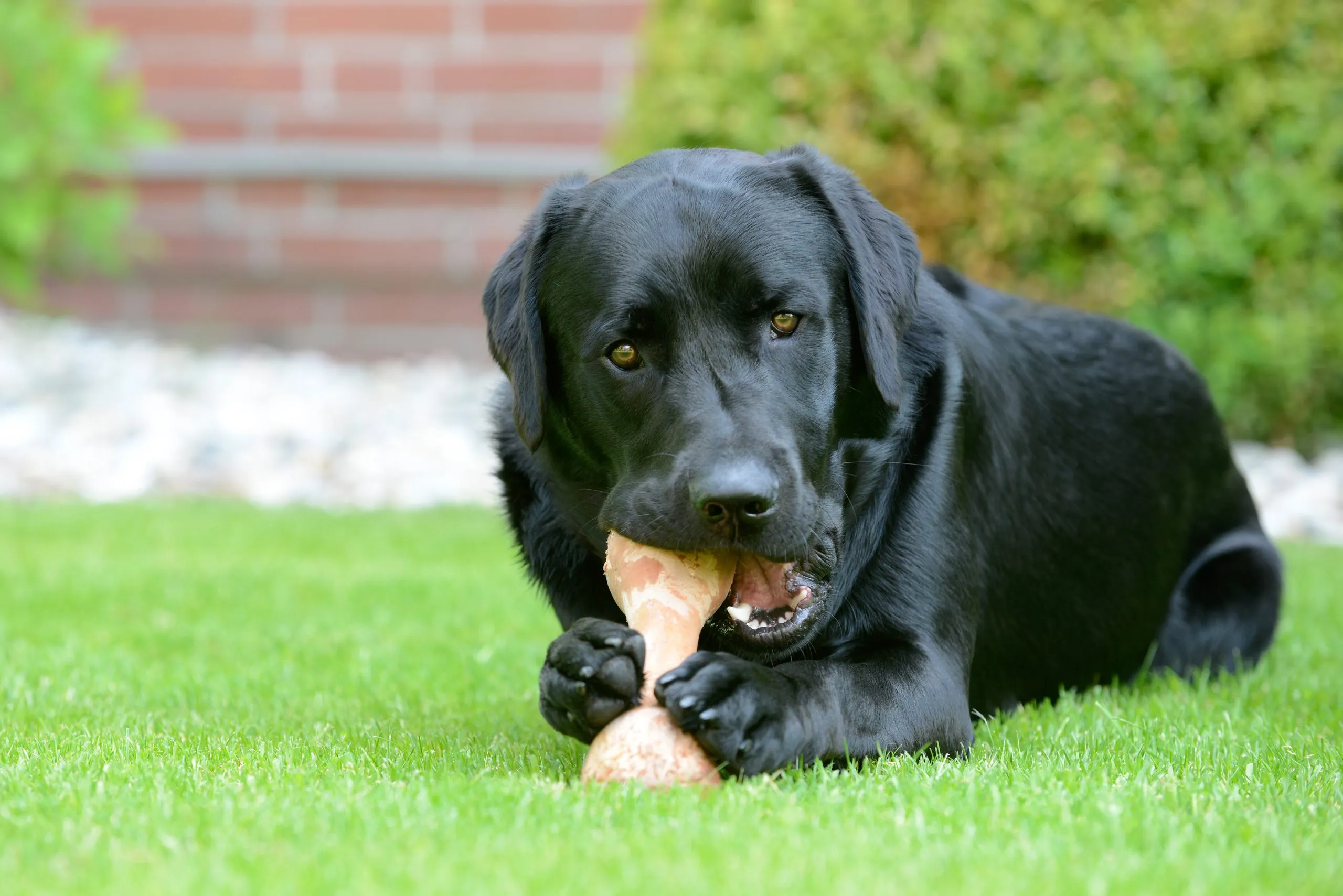 Can Rib Bones Kill a Dog Dogsy.ie