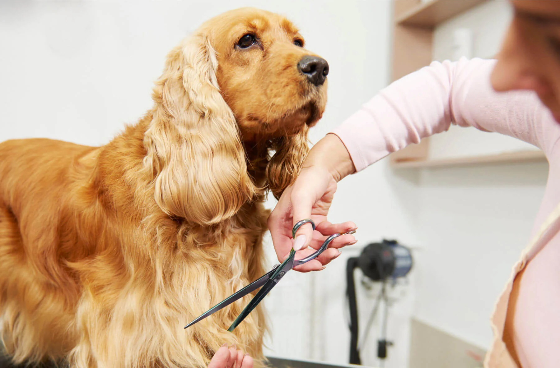 Can You Groom Your Own Dog?