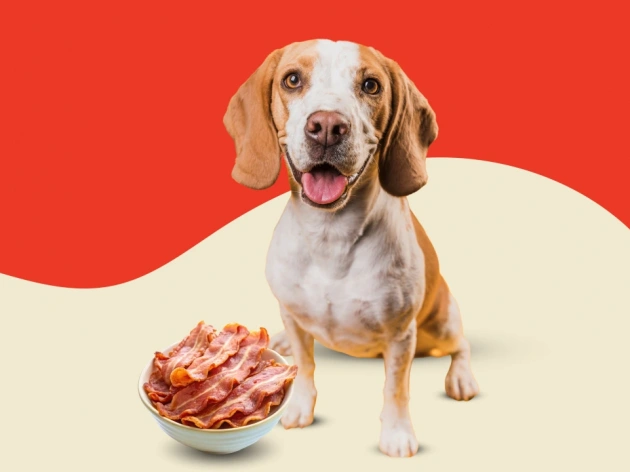 Can You Put Bacon Grease on Dog Food?