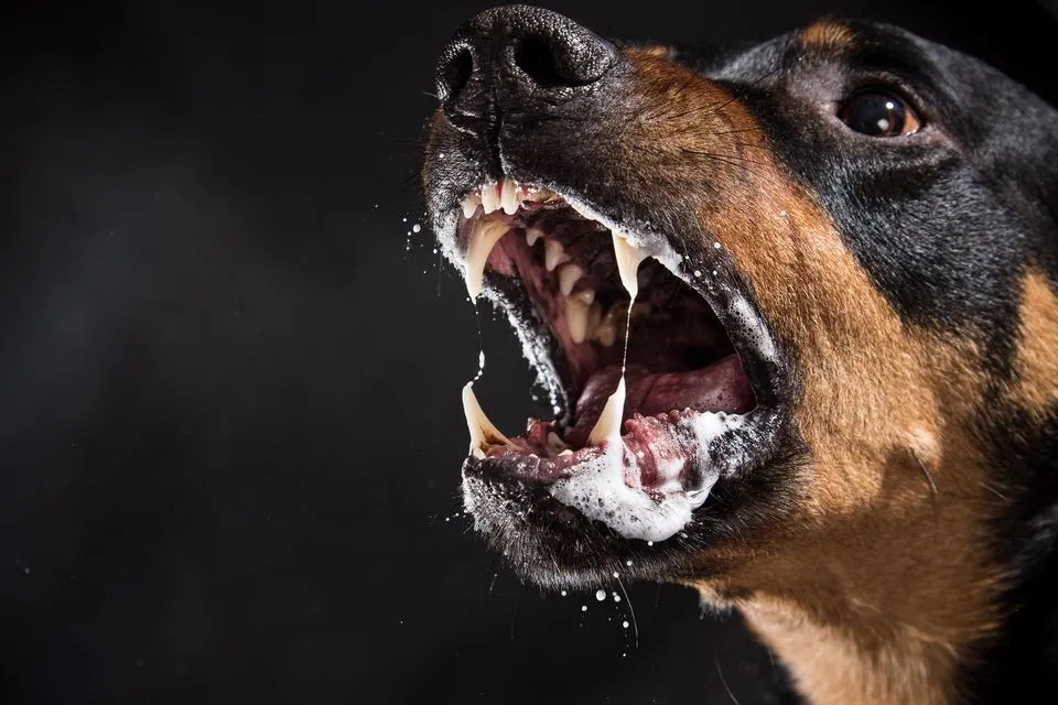 Dangerous Dog Breeds: What You Need to Know