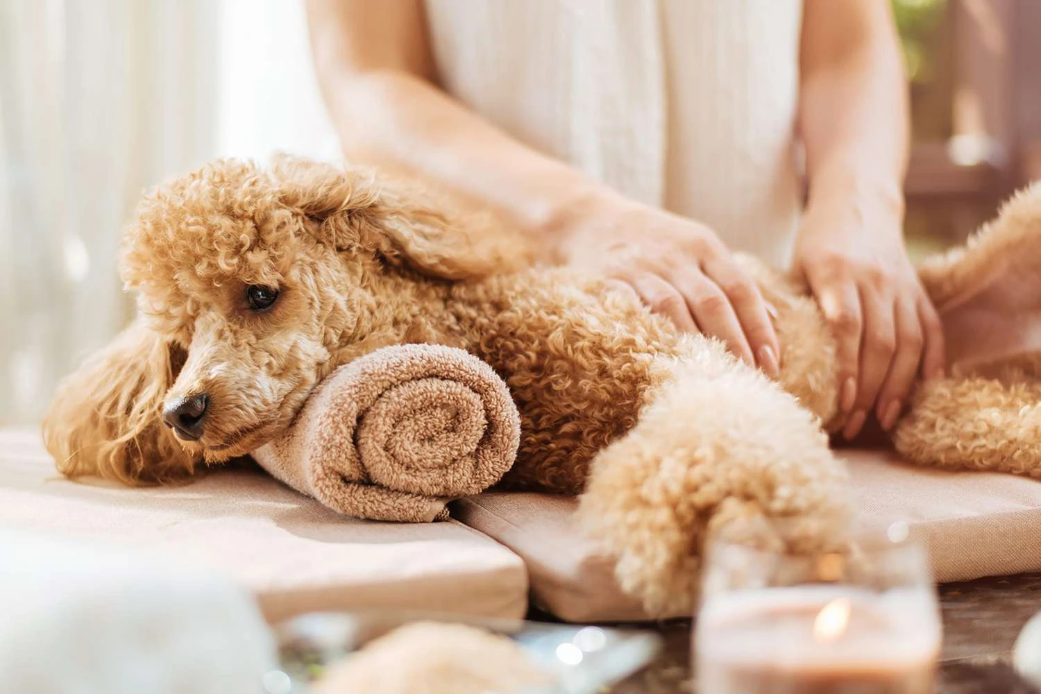 Do Dogs Like Massages?