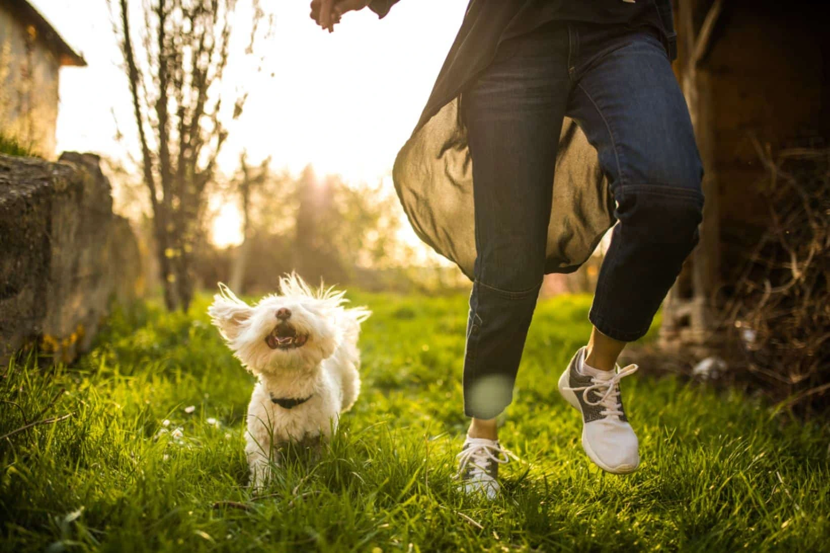 Dog And Human Relationship Facts