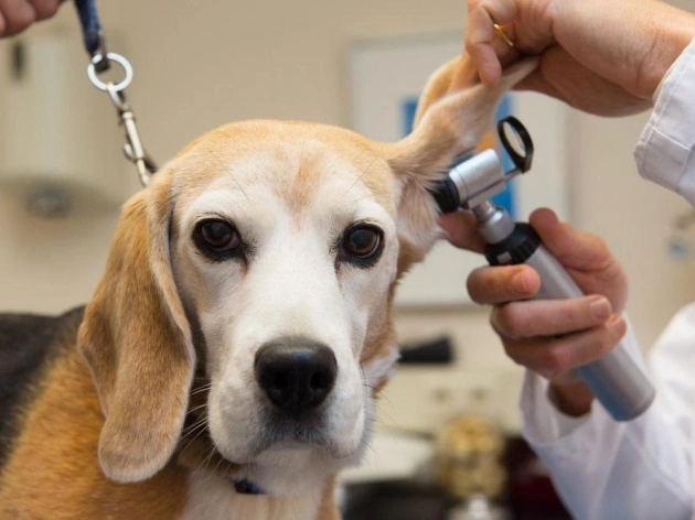 Dog Ear Infections