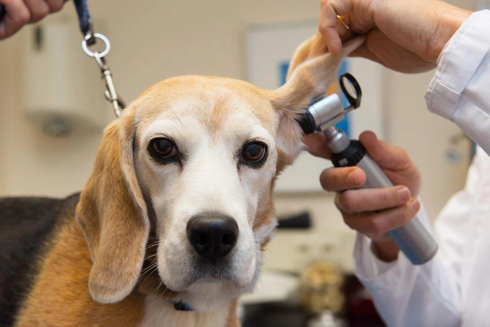 Dog Ear Infections