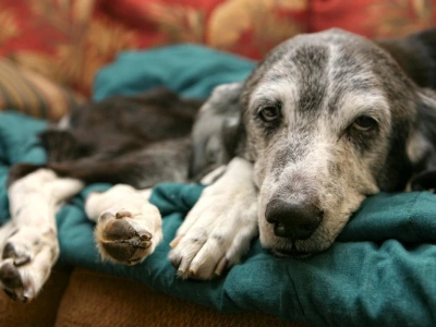 Dog Kidney Failure: When to Consider Euthanasia