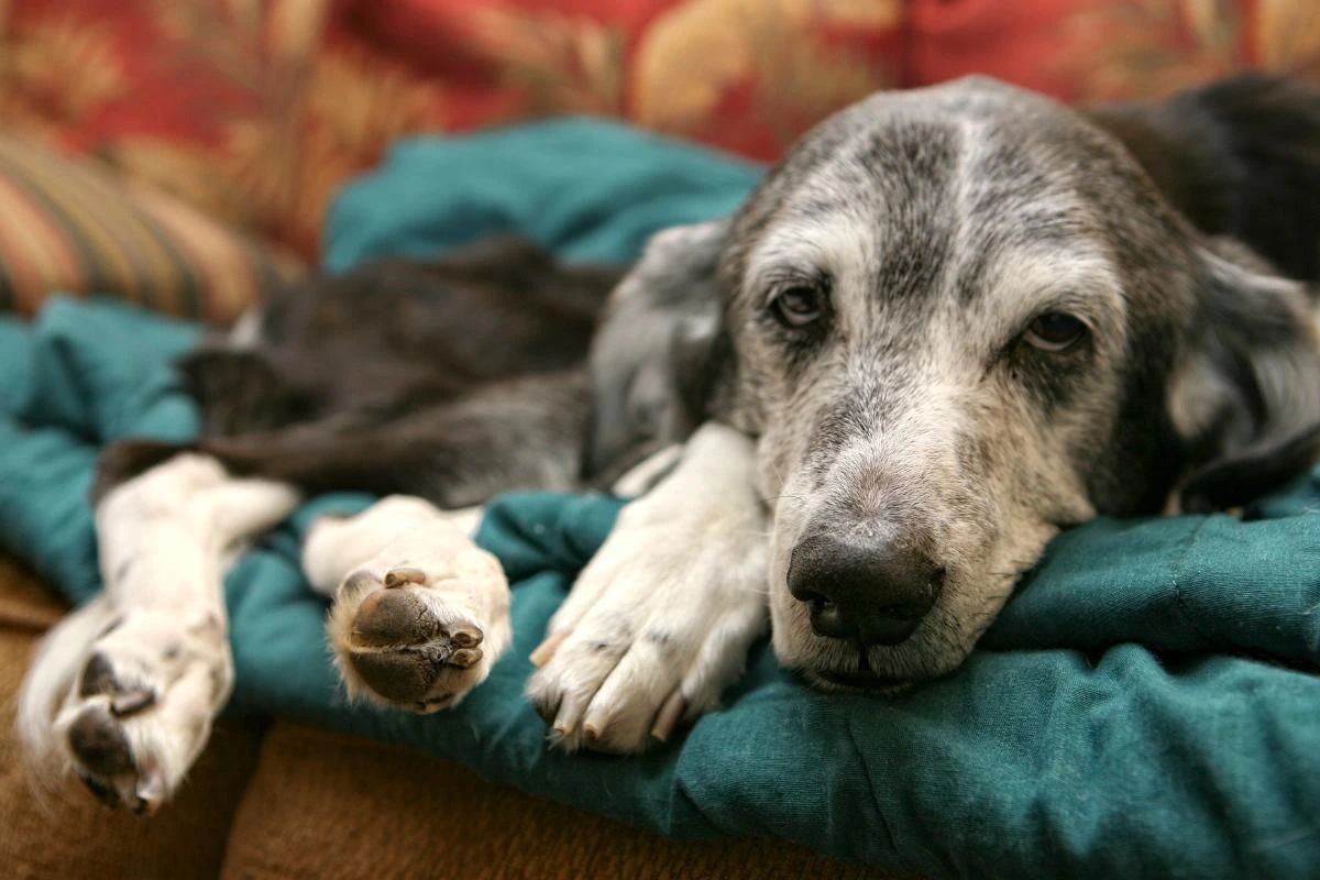 Dog Kidney Failure: When to Consider Euthanasia