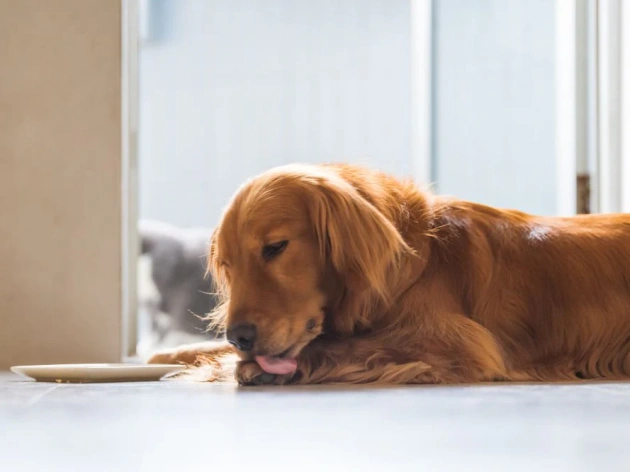 Dog Licking Paws: Causes, Solutions, and When to Worry