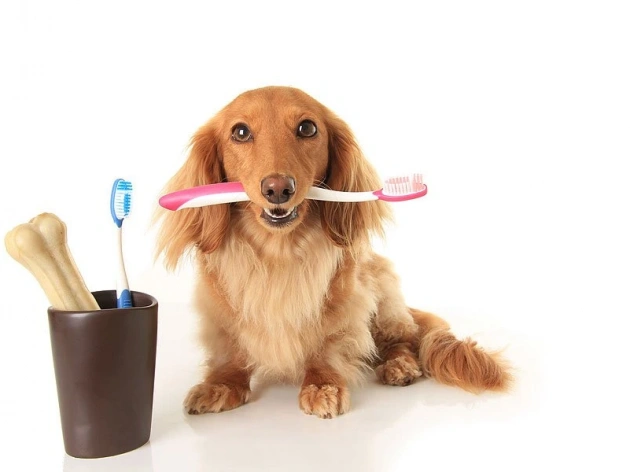 Dog Teeth Cleaning