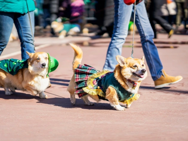 Dogsy emerges as the ultimate canine companion connection in Ireland