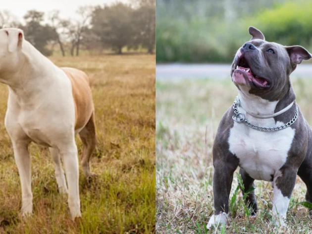 English Bulldog vs. American Bulldog: A Comprehensive Comparison