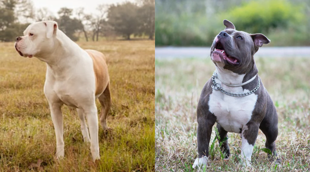 English Bulldog vs. American Bulldog: A Comprehensive Comparison