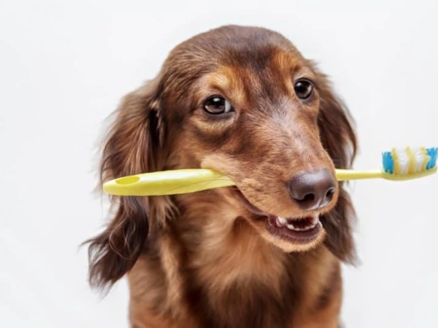 Homemade Dog Toothpaste