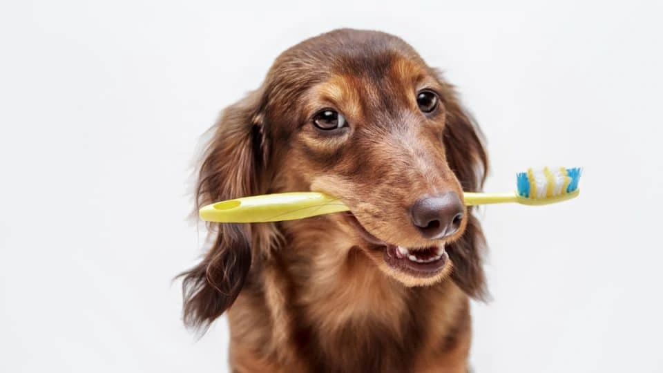 Homemade Dog Toothpaste