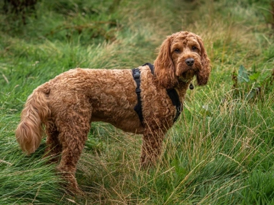 How Big Does a Cockapoo Get?