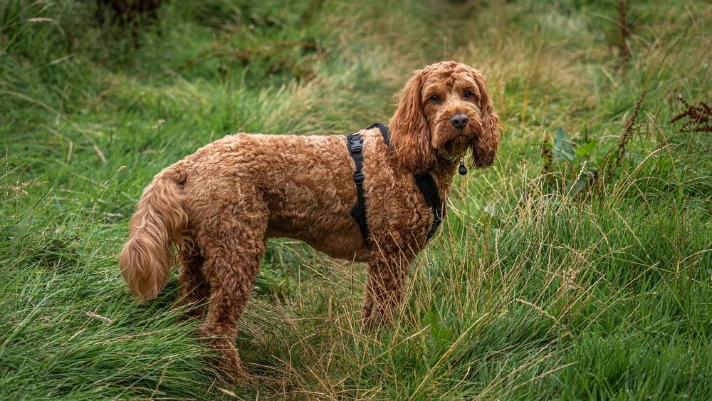 How Big Does a Cockapoo Get?