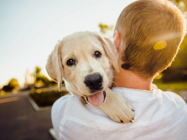 How Do Dogs Choose Their Favorite Person?