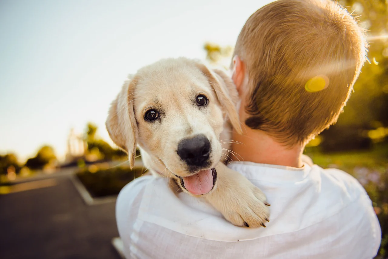 How Do Dogs Choose Their Favorite Person?