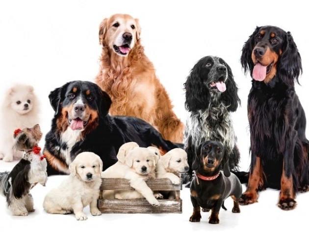 How Long Do Dogs Live?