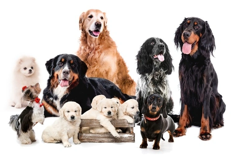 How Long Do Dogs Live?