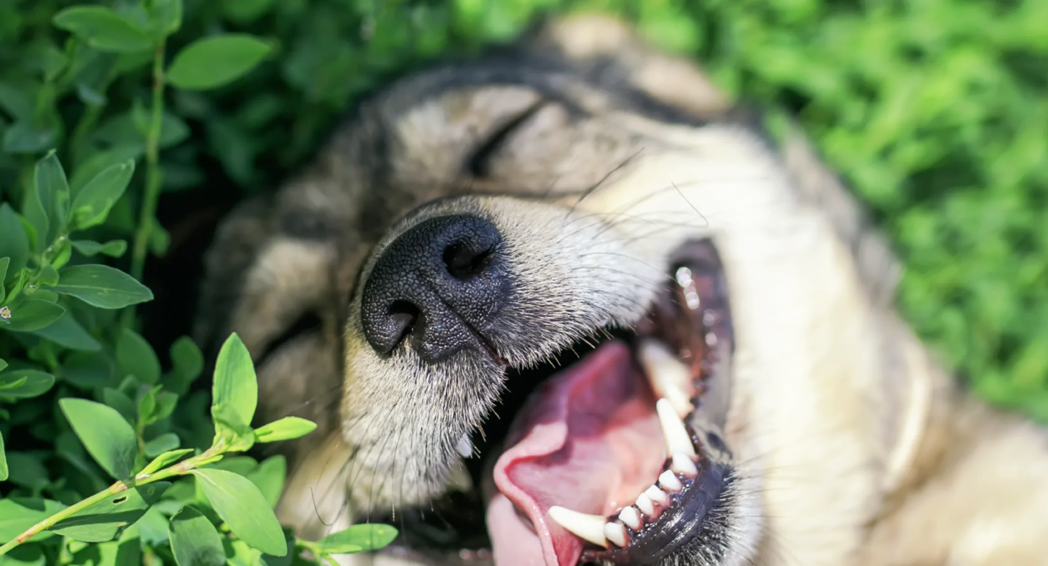 How Many Teeth Do Dogs Have?