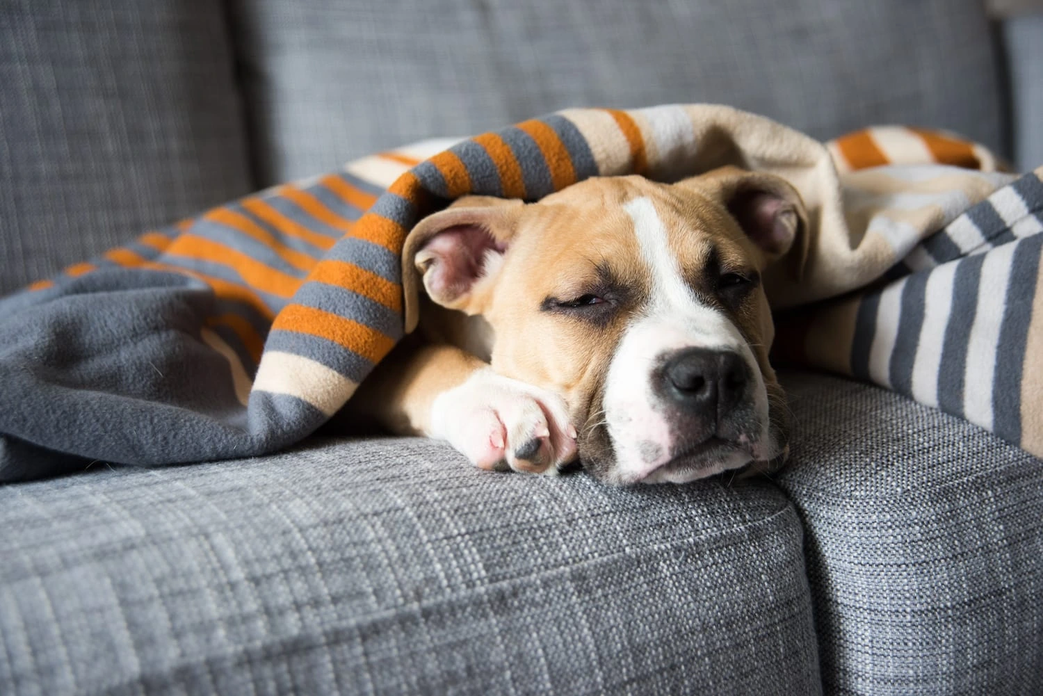 How Much Do Dogs Sleep?